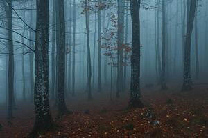 A foggy forest with trees and leaves, background photo