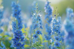 Blue Flowers in a Field with Green Grass Background photo