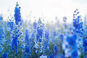 Blue Flowers in a Field with the Sun Shining Background photo