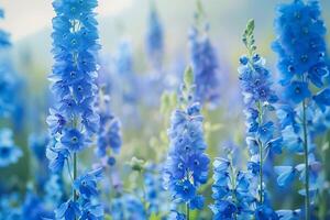 Blue Flowers in a Field with a Blurry Background photo