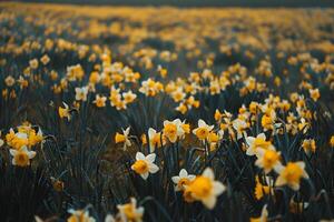 A Field of Yellow Daffodils in the Middle of a Field with Background photo