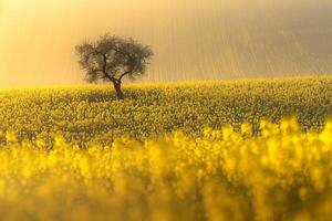 A Lone Tree in a Field of Yellow Flowers with Background photo