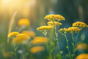 Yellow Flowers in the Sun with a Blurry Background photo