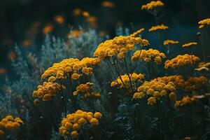 Yellow Flowers in the Field with a Blurry Background photo