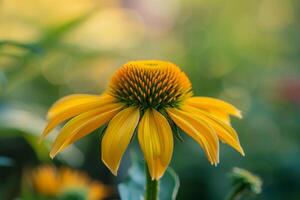 A Yellow Flower with a Green Stem in a Field Background photo