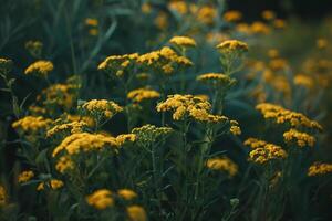 Yellow Flowers in a Field with Green Plants Background photo