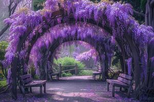 A Bench Under a Wisteria Arch with Purple Flowers with Background photo