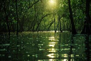 The Sun Shines Through the Trees in a Swamp Background photo