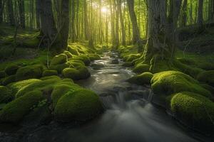 A Stream Runs Through a Forest with Mossy Rocks Background photo