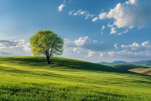 Lone tree in a green field background photo