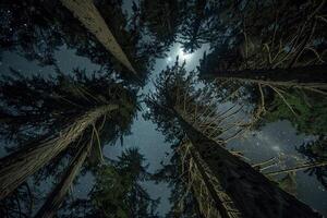 A View of Tall Trees at Night with the Moon in the Sky Background photo