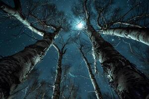 A Forest with Trees and a Moon in the Sky Background photo