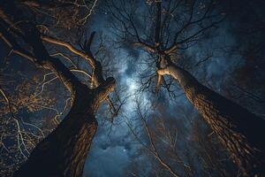 Two Trees in the Dark with the Moon in the Sky Background photo