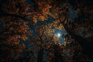 The Moon Shines Through the Trees in This Photo Background