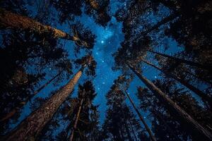 A Forest with Tall Trees and a Starry Sky Background photo