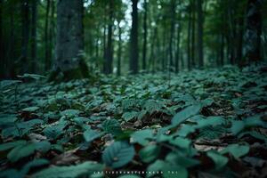 Forest with Green Leaves and Trees Background photo