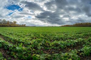 Field with Green Plants and Cloudy Sky Background photo