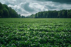 Field of Green Plants under Cloudy Sky Background photo