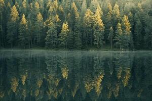 A forest is reflected in a lake with trees background photo