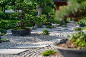 Bonsai tree in a pot on a gravel path background photo