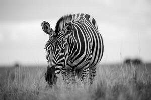 Zebra Standing in Field with Tall Grass Background photo