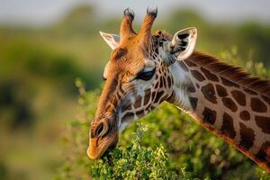 Giraffe Eating Leaves from Tree Background photo