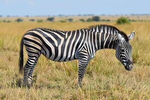 Zebra Standing in Field of Tall Grass Background photo