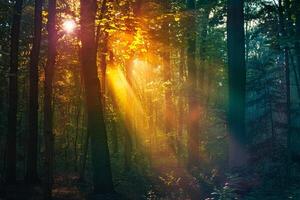 Sunlight shining through trees in forest background photo