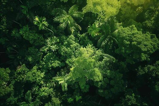 Aerial view of green forest background photo
