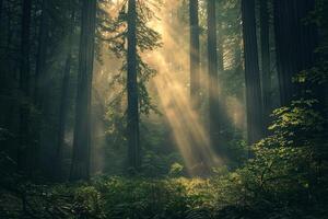 Sunbeams shine through trees in a forest background photo