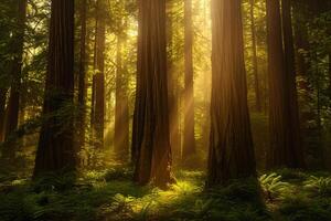 Sunlight shines through the trees in a redwood forest background photo