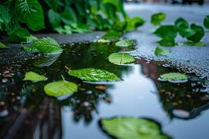 Leaves on the ground in a puddle background photo