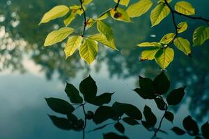 Green leaves on a tree branch reflected in water background photo