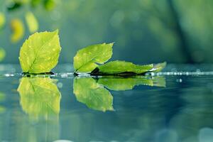 Three green leaves reflected in water background photo