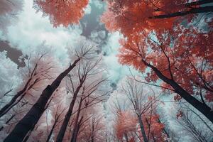 a forest with red trees and clouds background photo