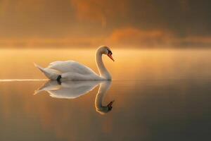 a swan is floating on a lake in the morning background photo