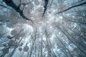 a view of the sky through the leaves of a forest background photo