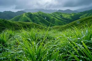 raindrops on grass and mountains in the background photo