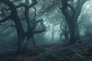 a path through a forest with trees and a bench background photo
