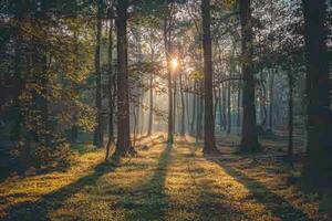 the sun shines through the trees in a forest background photo