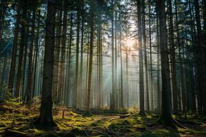 Sunlight shining through the trees in a forest background photo
