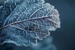 Frosty Leaf Background photo