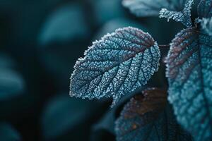 Frosty Leaves on a Dark Background photo
