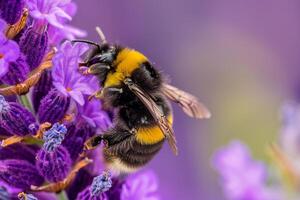 Bee on Purple Flower with Blurred Background photo
