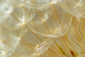 of a Dandelion with Many Seeds Background photo