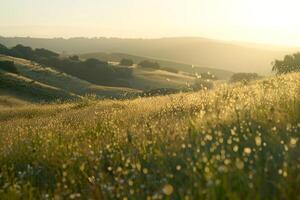 Field of Grass and Wildflowers at Sunset Background photo