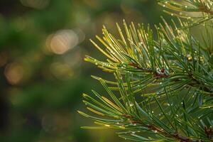 A pine tree with water droplets on it background photo