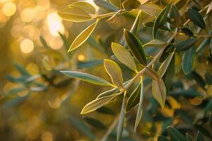 Olive tree with sunlight and bokeh background photo