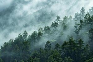 A forest with trees and fog in the background photo