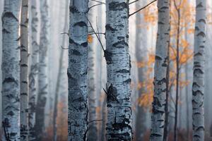 A group of birch trees in the fog background photo
